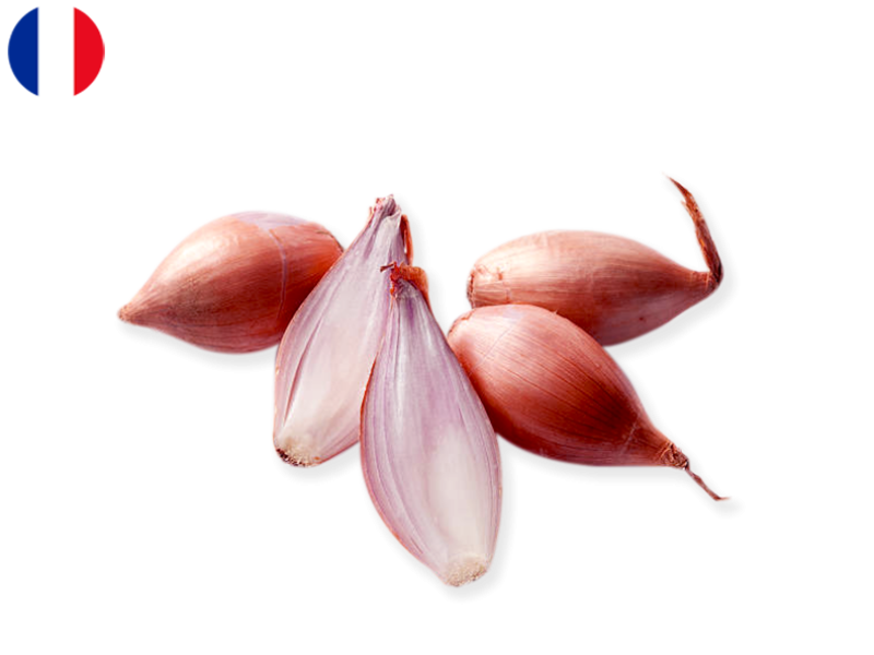 Shallot_Long_France_FSHAL07