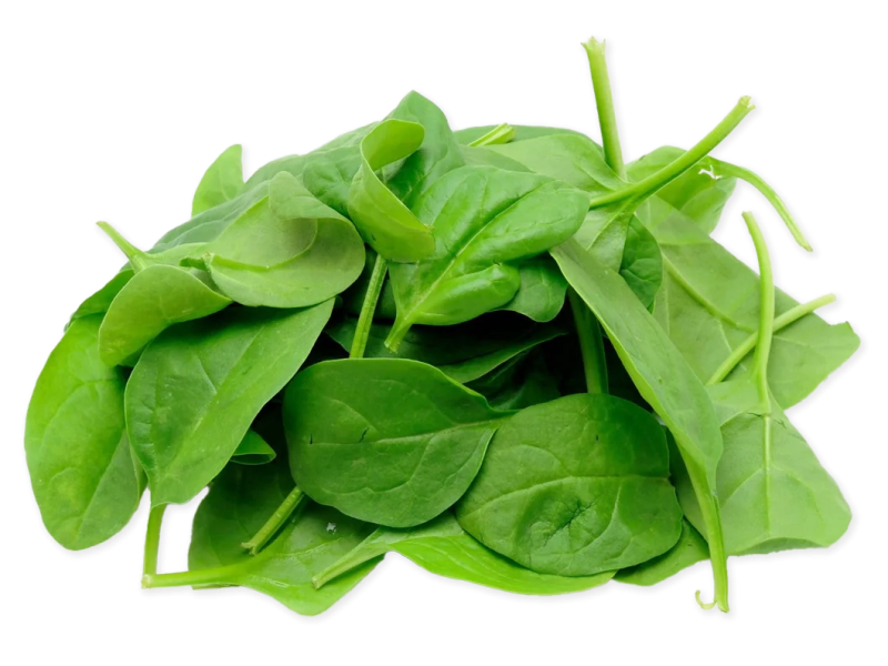 Spinach_Young_leaves_FSPIN04