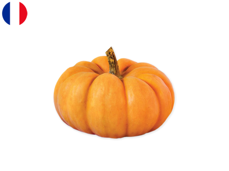 Squash_Jack_Be_Little_France_FSQUA17