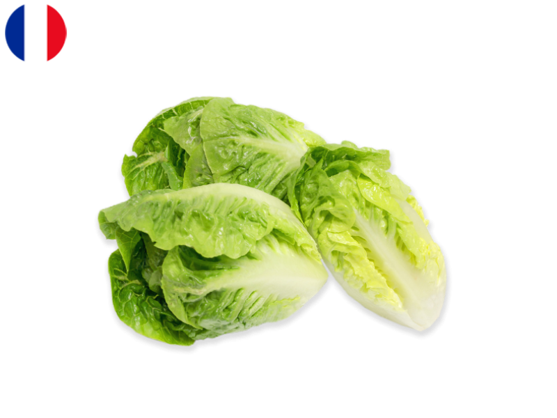 Sucrine_Salad_France_FSALA15