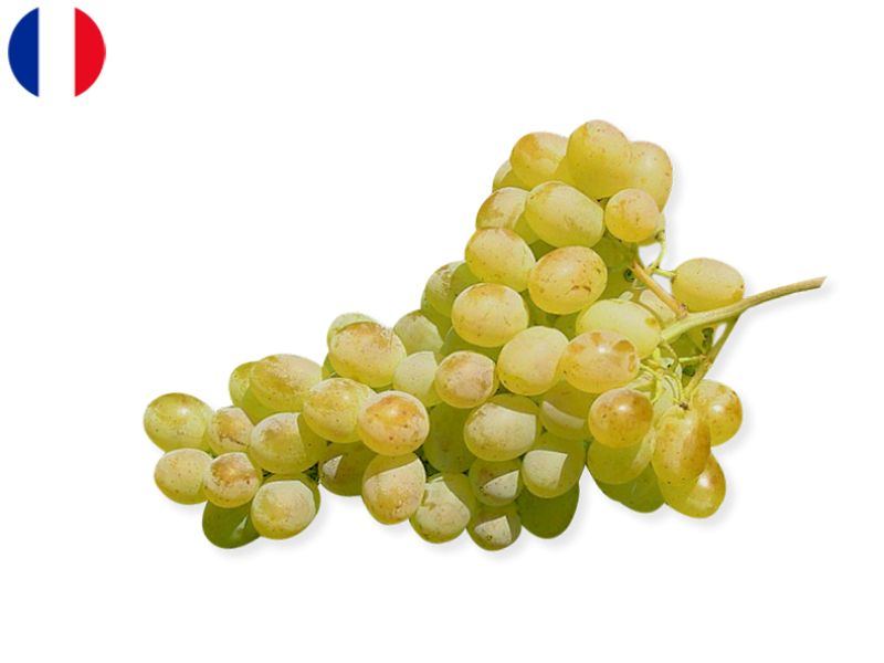 WHITE_GRAPE_FR_FGRAP35