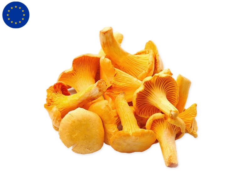 Yellow_Chanterelle_Mushroom_FMUSH17