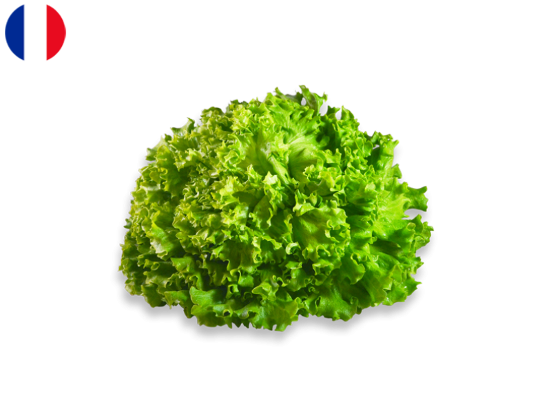 batavia_green_salad_FSALA02