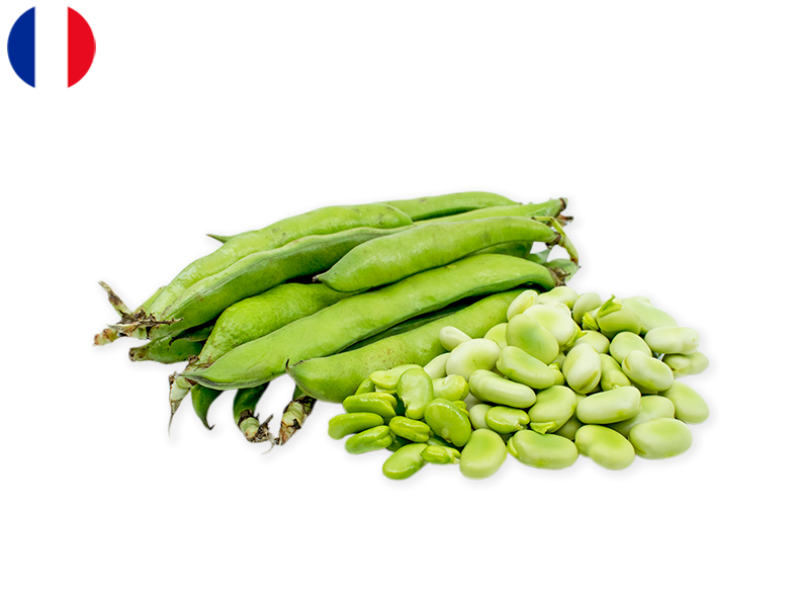 broad_beans_FBEAN08