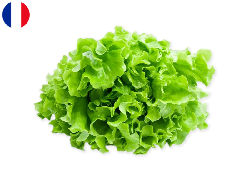 green_lettuce_FSALA03