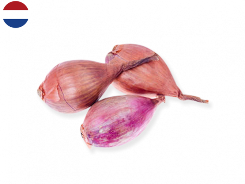 long_shallot_FSHAL04