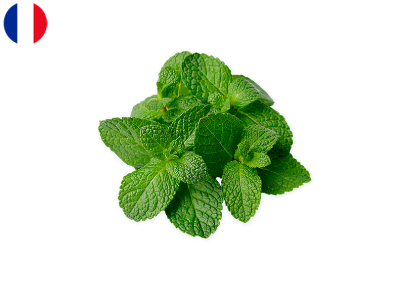mint_FMINT01
