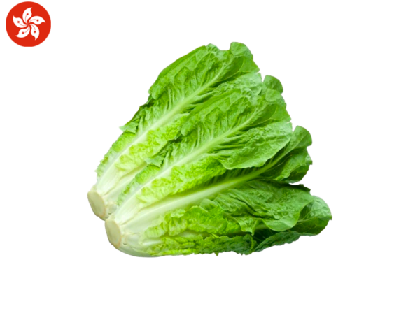 Lettuce, Fresh from Hong Kong (Aquaponics)
