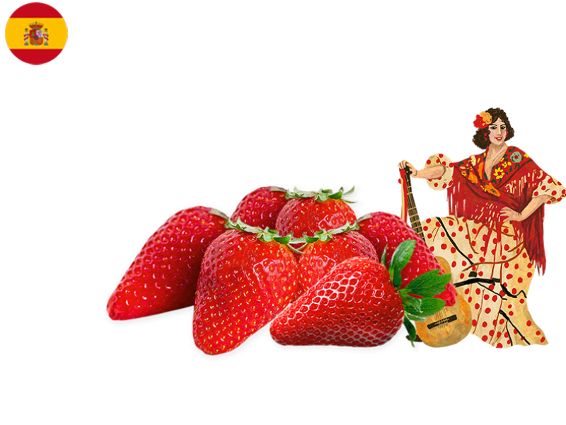 Candonga_Starwberry_FSTRA08