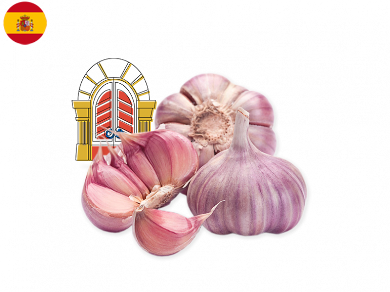 GARLIC_PURPLE_FGARL04