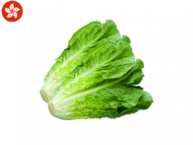 Lettuce_Fresh_from_Hong_Kong_Aquaponics_FSALA05 (1)