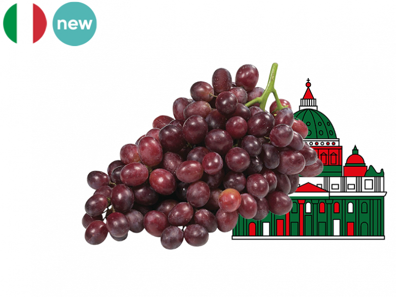 Organic_Black_Grape_Seedless_Early_Red_FGRAP09