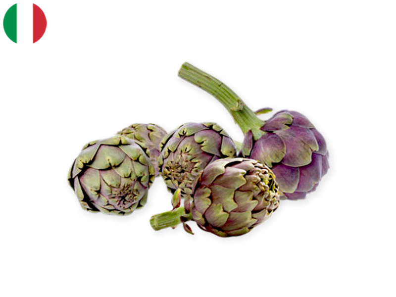 artichoke_apollo_violet_FARTI03