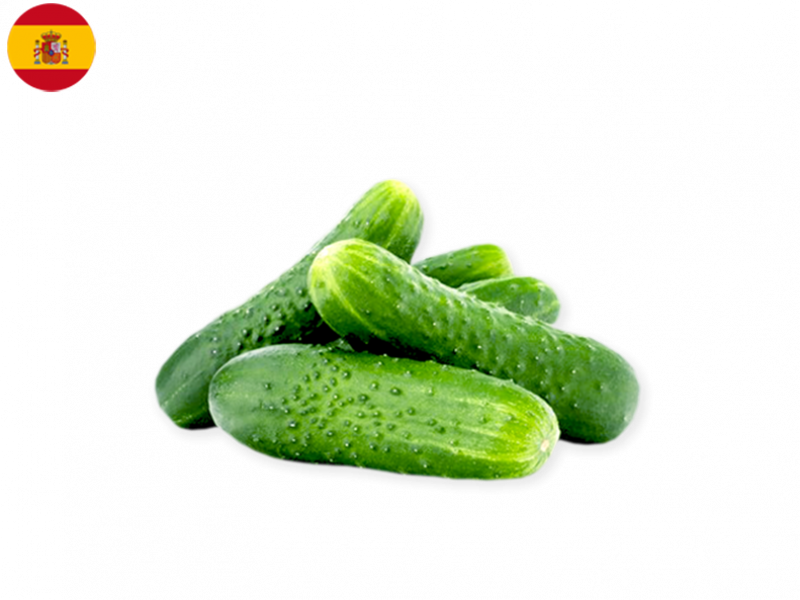 noa_short_cucumber_FCUCU05